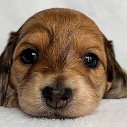 Nori - Red female Dachshund puppy in Winamac, Indiana from WZ Kennels