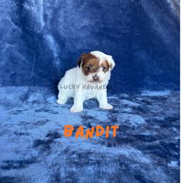 Bandit - Red sable male Havanese puppy in Fielding, Utah from LUCKY HAVANESE