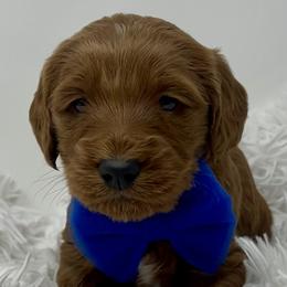Blue Male - Apricot male Goldendoodle puppy in Great Falls, Montana from Montana Goldendoodles