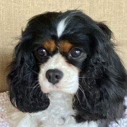 Stella - Cavalier King Charles Spaniel