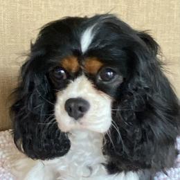 Stella - Cavalier King Charles Spaniel