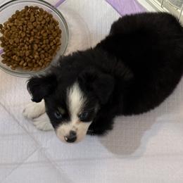 Australian Shepherd Puppies from Cowin Premier Aussies