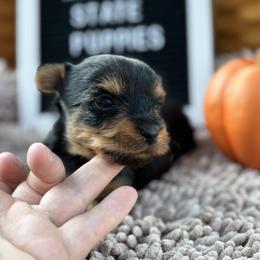 BOY 1 - Black and gold male Yorkshire Terrier puppy in Charleston, West Virginia from Mountain State Puppies