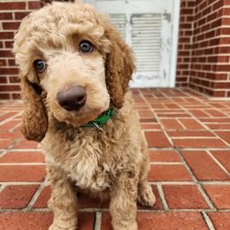 Sage - Cafe au lait male Poodle puppy in Spartanburg, South Carolina from Taya's Pups