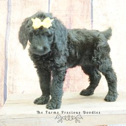 Goldendoodle and Sheepadoodle Puppies from The Farms Precious Doodles