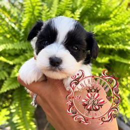 Almond Joy - Parti female Miniature Schnauzer puppy in Dorr, Michigan from Enchanted Paws