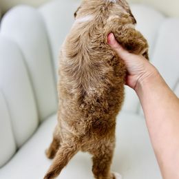 Goldendoodle Puppies from Cotton Country Doodles