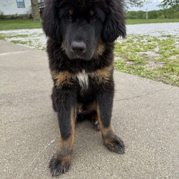 Blue - Black and tan male Tibetan Mastiff puppy in Maxwell, Ia, Iowa from HW Kennel