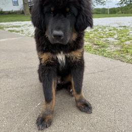 Blue - Black and tan male Tibetan Mastiff puppy in Maxwell, Ia, Iowa from HW Kennel