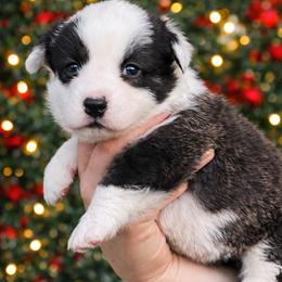 Nutmeg - Brindle and white female Cardigan Welsh Corgi puppy in Kerens, West Virginia from Leather & Lace