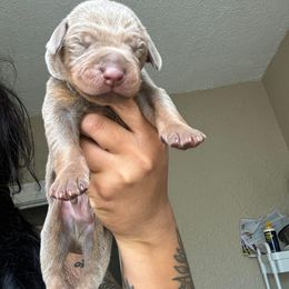 Doberman Pinscher Puppies from Aaliyah’s Dobies
