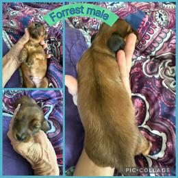 Forrest - Cream male Dachshund puppy in Elko, Nevada from Willow Creek Acres Dachshunds & Collies