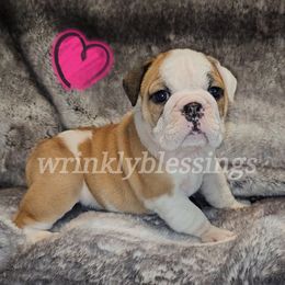 Punkin' - Fawn and white Bulldog puppy in Granville, Iowa from Wrinkly Blessings English Bulldogs