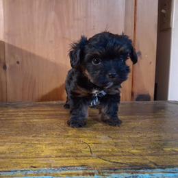 Hanna - Black and tan female Yorkipoo puppy in Terrell, Texas from Ashley Nicole Ranch