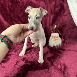 Rocky - White and fawn male Italian Greyhound puppy in Wilkes Barre, Pennsylvania from Laraz Pupz