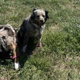 Miniature American Shepherds and Miniature Australian Shepherds from Ebersole Ranch