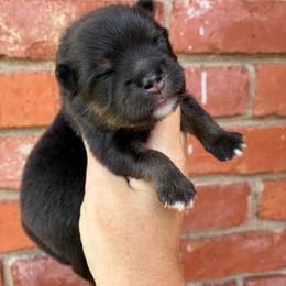 Sooner - Black and tan male Pomeranian puppy in Inola, Oklahoma from My Bella’s Pomeranians