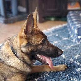 Hera - German Shepherd