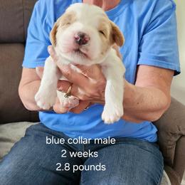 Blue collar male - Sable male Bernedoodle puppy in Fairmount, Indiana from Capens' Doodles,Poodles and Poo's