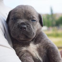 Blue Male - Gray brindle male Cane Corso puppy in Emmett, Idaho from NorthWood’s Cane Corso