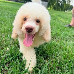 Sailor with training - Cream male Poodle puppy in Boonville, North Carolina from Doods & Dolls