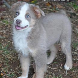 Cayenne - Red tri female Miniature Australian Shepherd puppy in Patterson, North Carolina from DreamLine Aussies