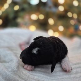 Cannolli moyen poodle pup - Parti female Poodle puppy in Milford, Michigan from Cuddley-Poods Moyen poodles