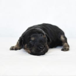 Girl 2 - Black and tan female Cavapoo puppy in Lawton, Oklahoma from Lindsey’s Cavies