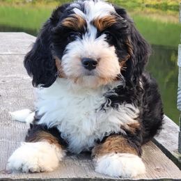 Daphne - Bernedoodle