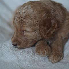 Goldendoodle Puppies from MissPatsDoodles