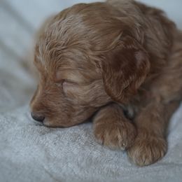 Goldendoodle Puppies from MissPatsDoodles