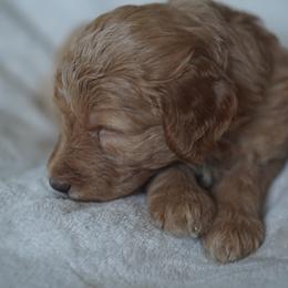 Goldendoodle Puppies from MissPatsDoodles