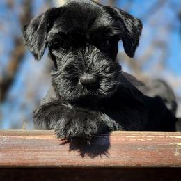 Paris Imported Russian Champion Lines - Black female Giant Schnauzer puppy in Saratoga Springs, Utah from Happy Beard Schnauzers