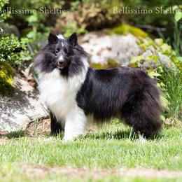 Bia - Black and white female Shetland Sheepdog puppy in Idaho from Bellissimo Shelties