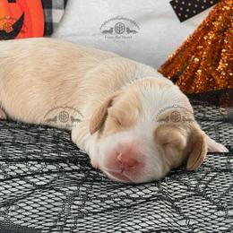 Mr. Black-2800 - Dapple male Dachshund puppy in Sparr, Florida from From the Heart Doxies