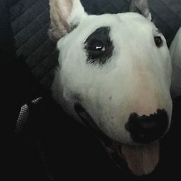 Miniature Bull Terriers from Exclusive Bullies