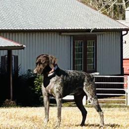 Jake - German Shorthaired Pointer