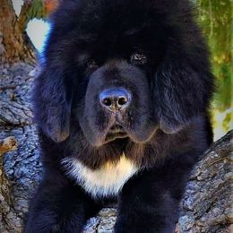 Tibetan Mastiff Puppies from DRAKYI TIBETAN MASTIFFS