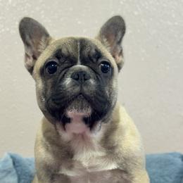 Boy 1 - Fawn male French Bulldog puppy in Nevis, Minnesota from Faithful Acres French Bulldogs