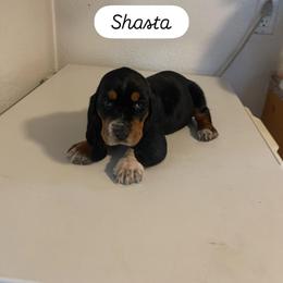 Shasta - Black tan and white female Basset Hound puppy in Salem, Oregon from Idagon Bassets