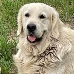 Ryder - Light golden male Golden Retriever puppy in Fisher, Illinois from Aslan's Pride of Fidei Family Farms