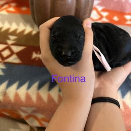 Fontina - Black female Schnoodle puppy in Pleasanton, Texas from Gooch Canines (Giant Schnoodles)