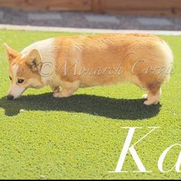KASH - Pembroke Welsh Corgi