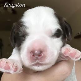 Kingston - Chocolate male Australian Labradoodle puppy in Chuluota, Florida from Delano Australian Labradoodles