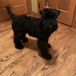 Kerry Blue Terrier Puppies from Watch Em’ Spar Kerry Blue Terriers
