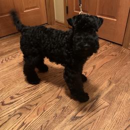 Kerry Blue Terrier Puppies from Watch Em’ Spar Kerry Blue Terriers