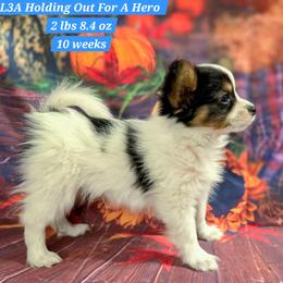 L3A Holding Out For A Hero - White black and tan male Papillon puppy in Davenport, Washington from Lovely Ladies and Little Asses Miniature Equines (L3A Pomeranians & Papillons)