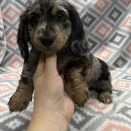 Boy 1 - Dapple male Dachshund puppy in Hoover, Alabama from Tide Town Doxies