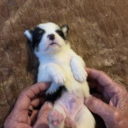 Puppy 1 - White and black male Pembroke Welsh Corgi puppy in Collinsville, Mississippi from Lindsey's Lovely Little Corgis