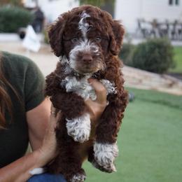 Peter - Brown and white male Bernedoodle puppy in Yuba City, California from Ranch House Doodles